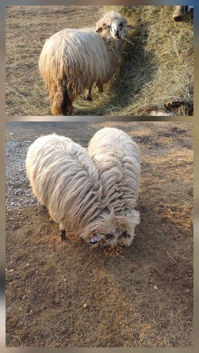 Vand oite ,recent coborate de la cioban