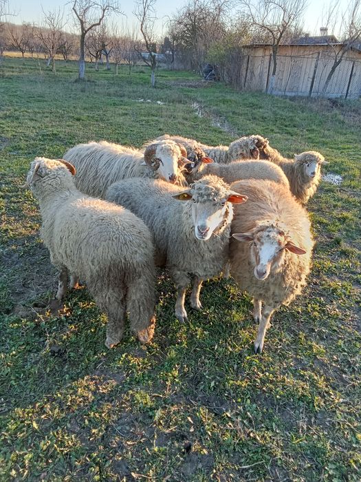 Oi de vânzare în Cobia