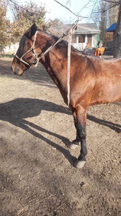 Ot sotiladi ulogi bor