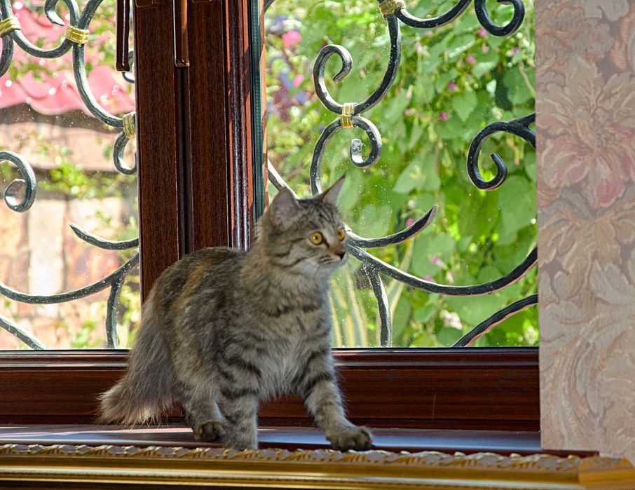 Пристраиваются котята.