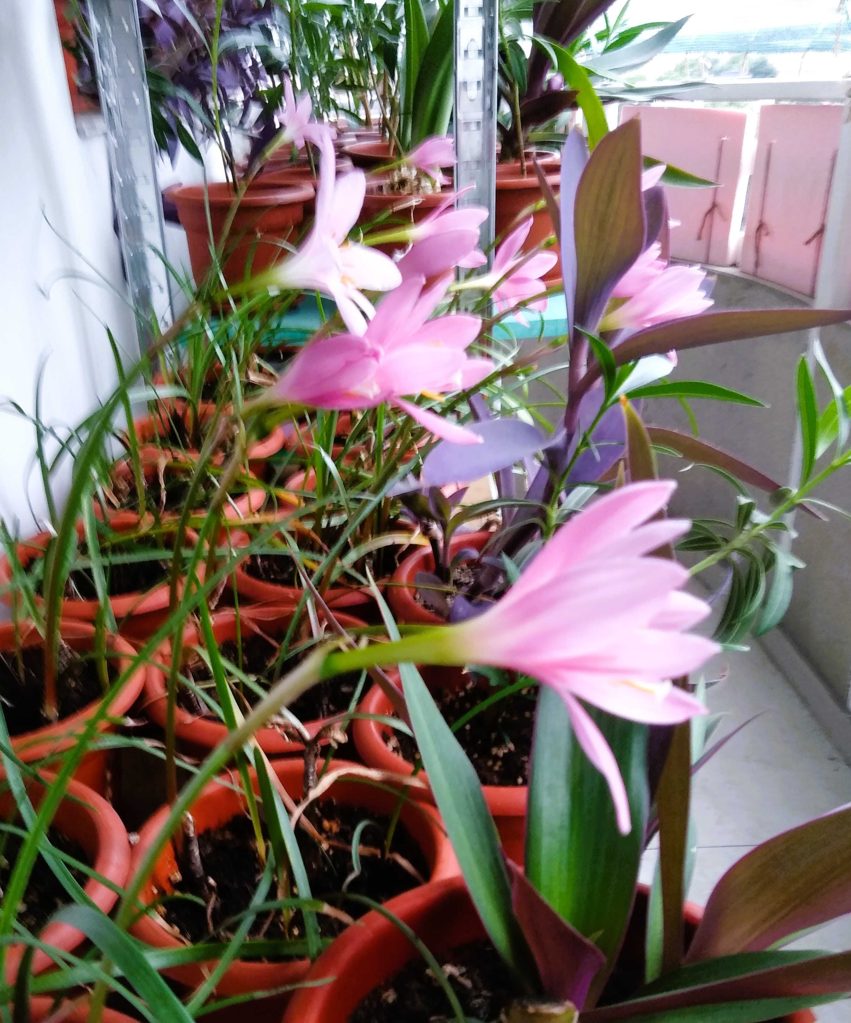 Crin de apartament (Hippeastrum) portocaliu și Crinul ploii roz