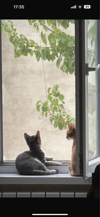 Две кошки ищут заботливых хозяев!