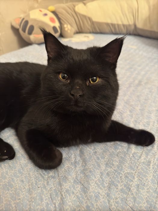 Котенок 2 месяца