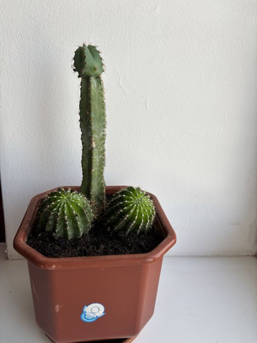 Продам кактус  оригинальной формы - хороший подарок на новый год !