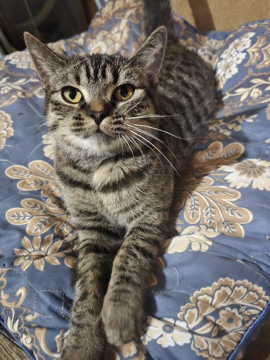 Кошечка ищет дом