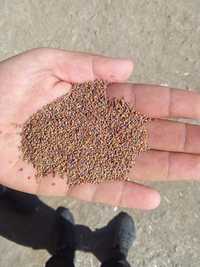 vănd semințe de lucernă și muștar