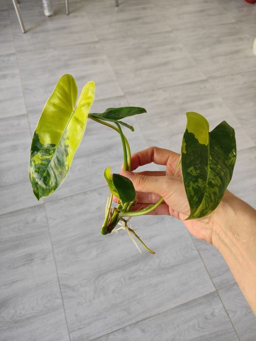 Филодендрон бурле Макс черенки