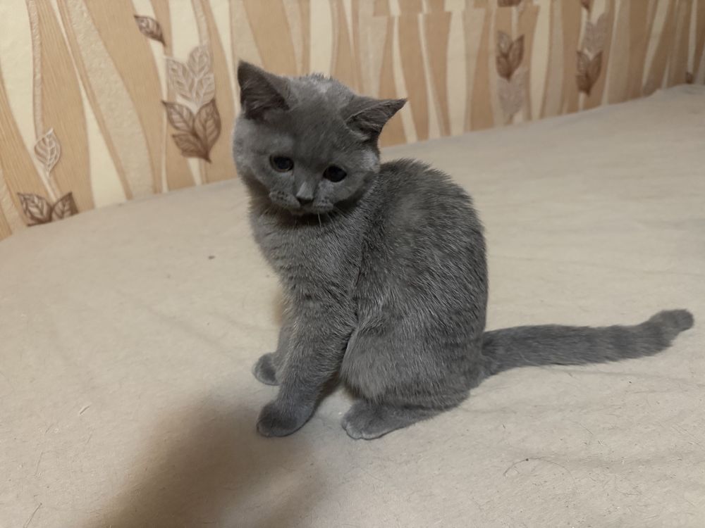 Много красиви Британски късокосмести котенца