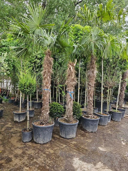 Tuia smarald lelandy palmieri bonsai catalpa globulare pon pon tei