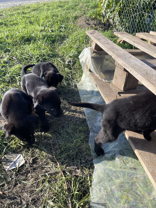 Подаряваме 3 малки женски кученца