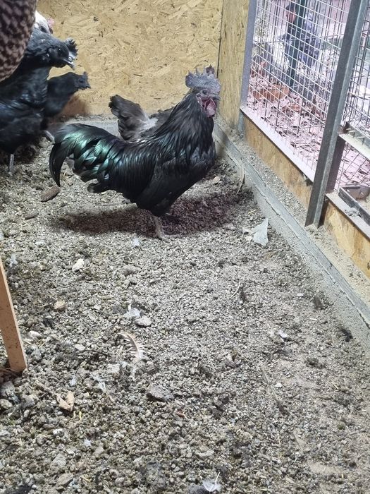 Ухейл кора хуроз