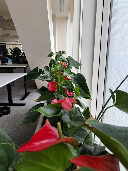 Amenajari spatii de birouri cu plante naturale si artificiale