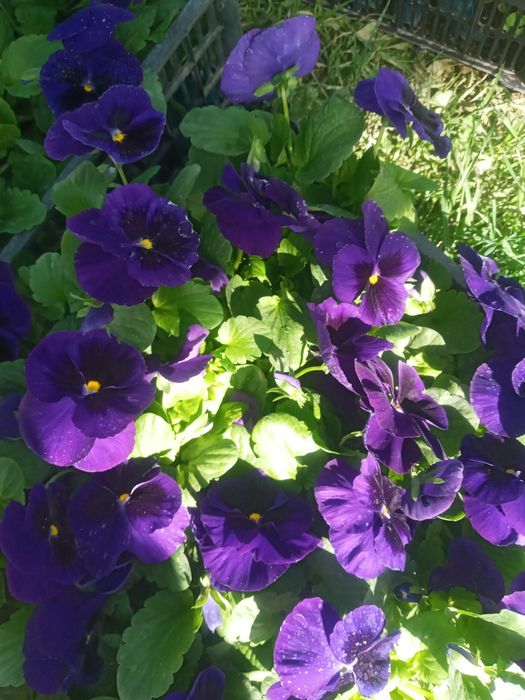 Viola hilmahil ranglardagi gullar