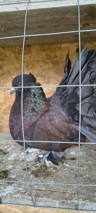 Vând porumbei voltați indieni