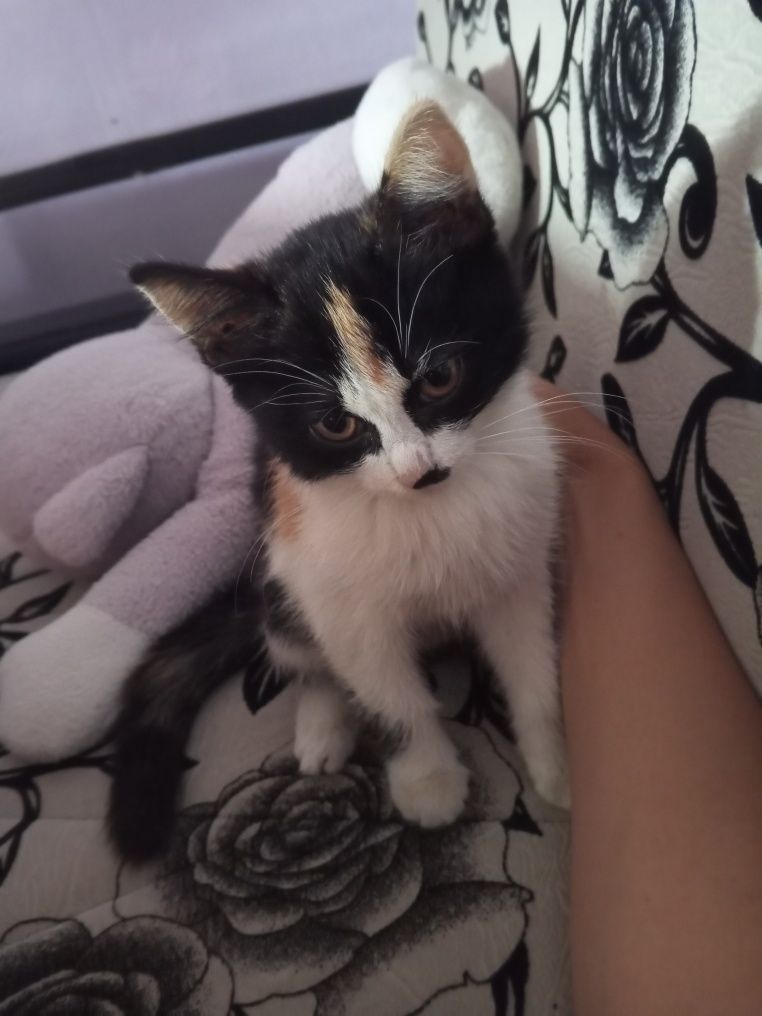 Отдам девочек котят