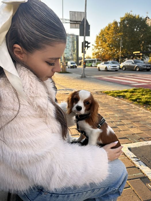 Cavalier King Charles Spaniel