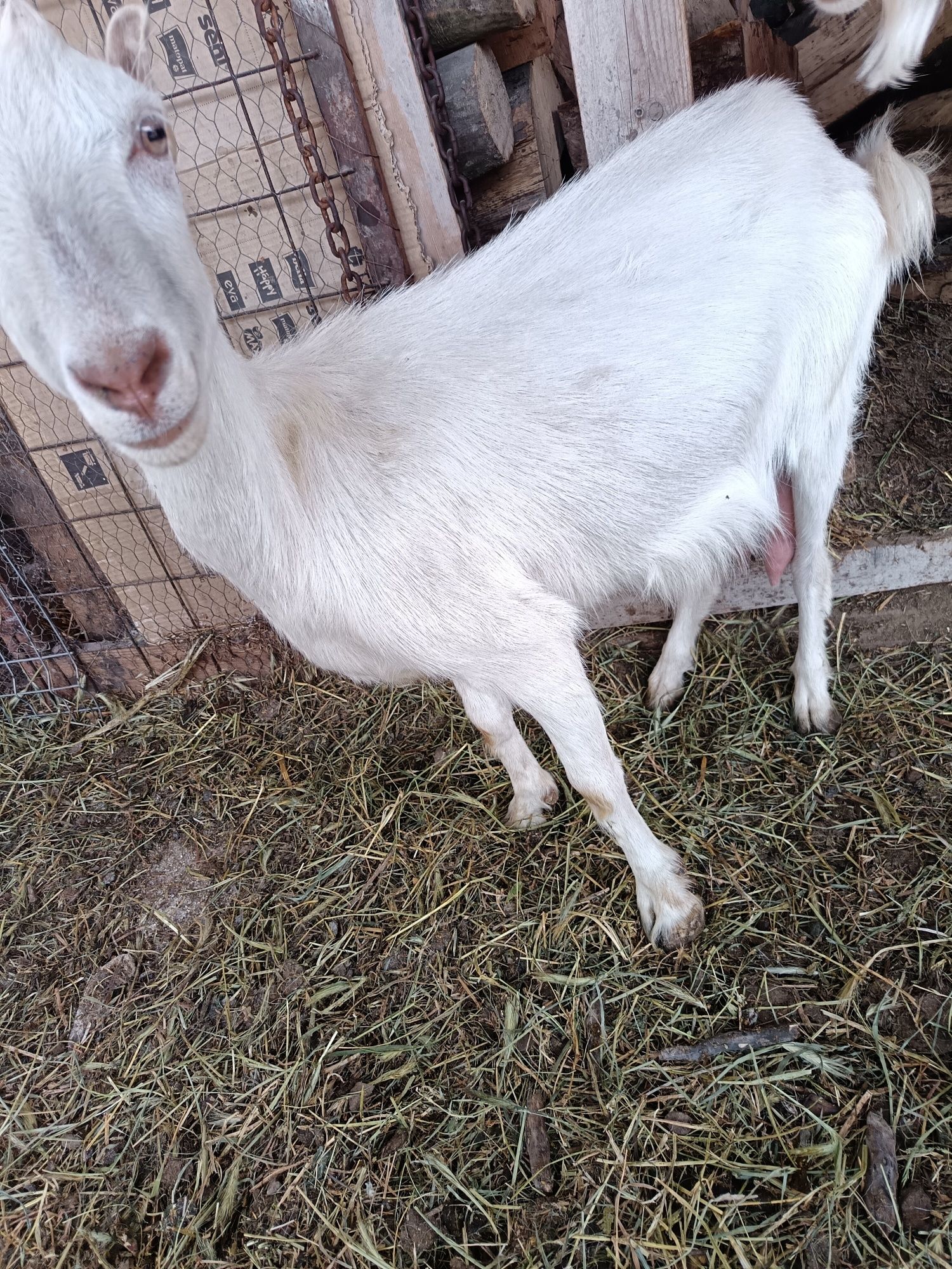 Capre bune de lapte