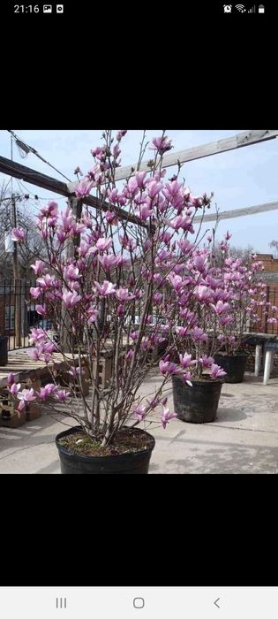 Vând plante ornamentale