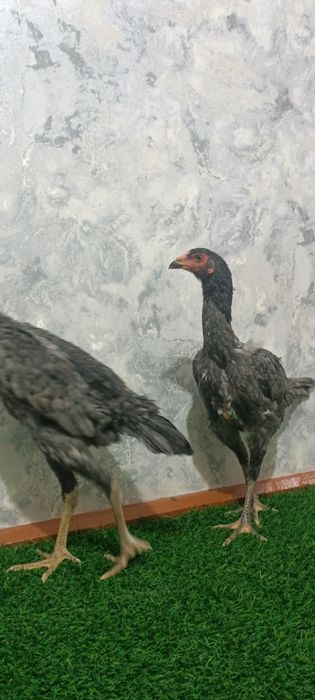 Kul makyonla sotiladi