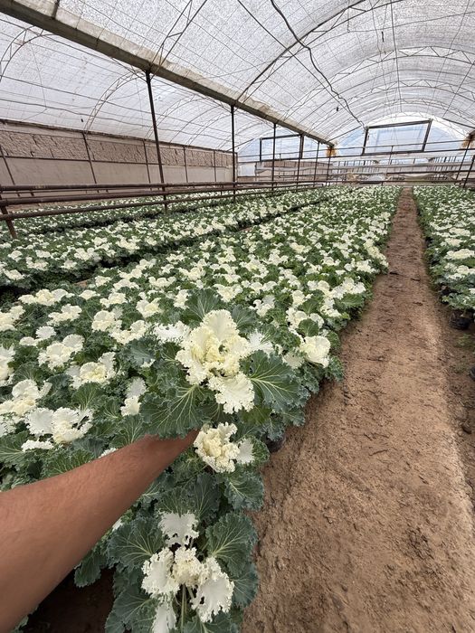 Mavsumiy gullar viola karam