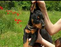 Pui doberman deosebit