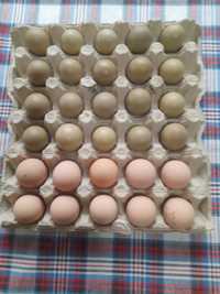Vand oua faza si bibilica pentru incubatie