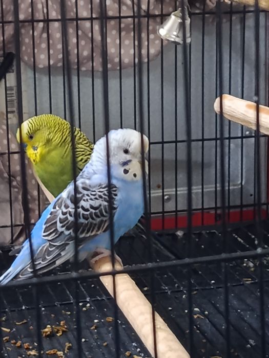 Зелёный,синий,белый волнистые попугаи