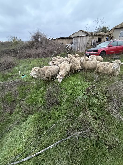 Oi gestante de vanzare