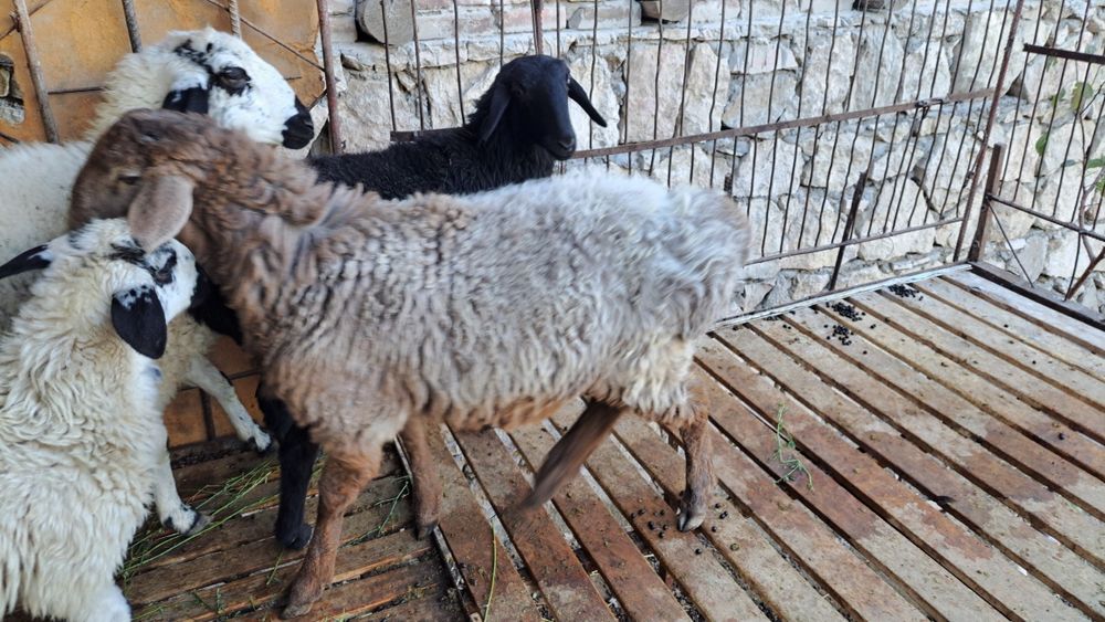 Qòy va qòchqor sotiladi