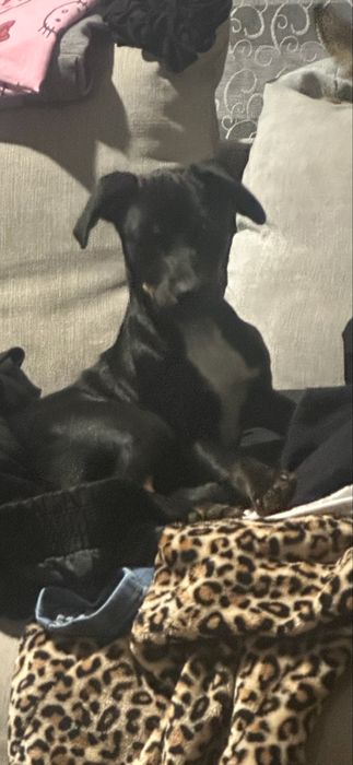 Чисто кръвен Женски пинчер