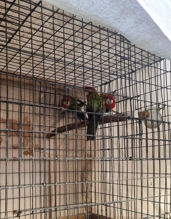 Розелла пара 250$