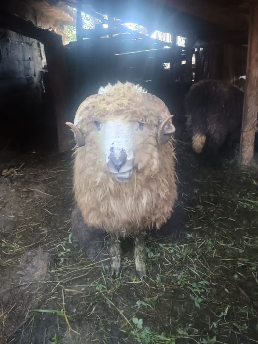 Vând urgent un mior și o mioară