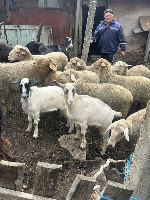 Продажба на домашни животни (ярета и агнета-шилета)