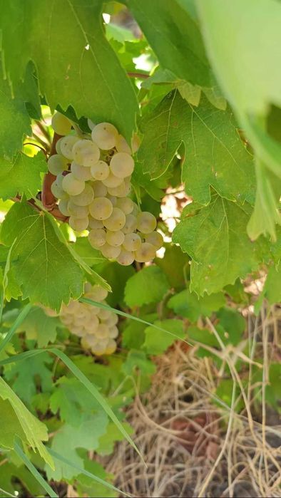 Vand struguri de vin