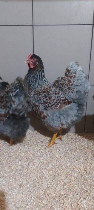 Disponibile gaini wyandotte auriu albastru