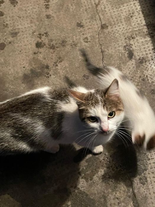 Donez Pisici jucăușe