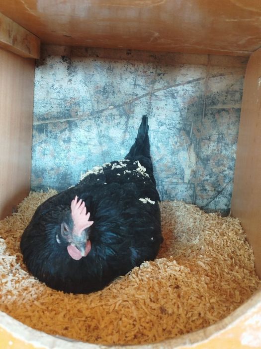 Андижон кора шахзода товуклари