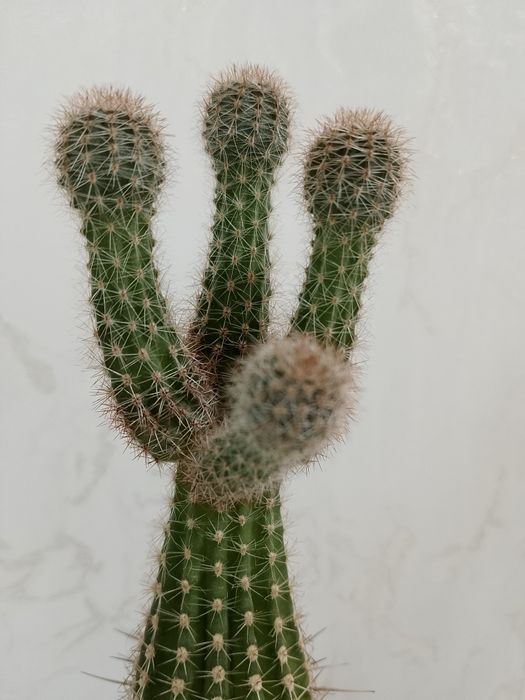 Кактусы домашние. См. все фото.