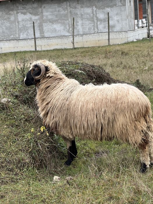 Berbecuti nosteni de vanzare Breaza de Hateg