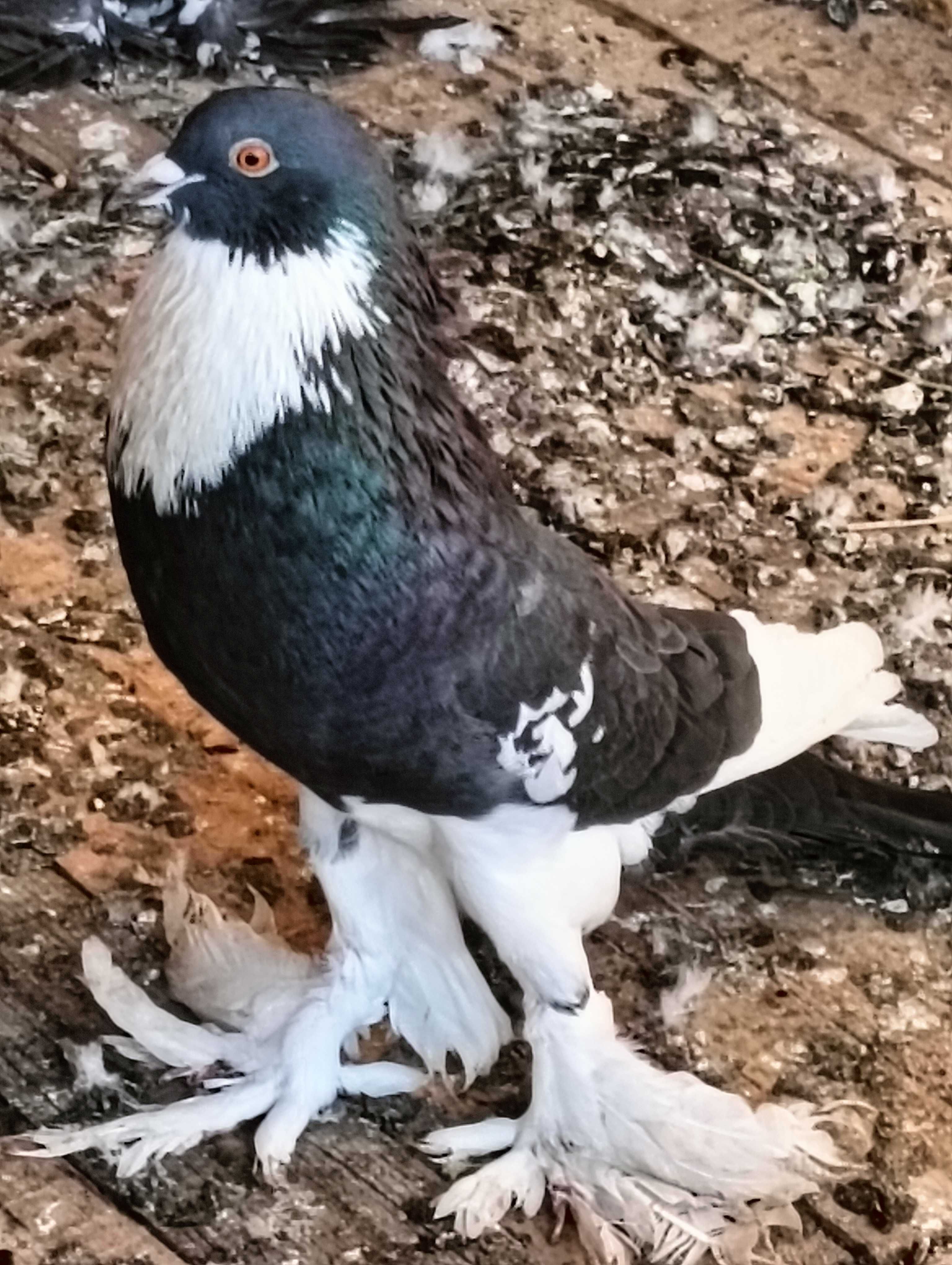 Gușat de pomerania
