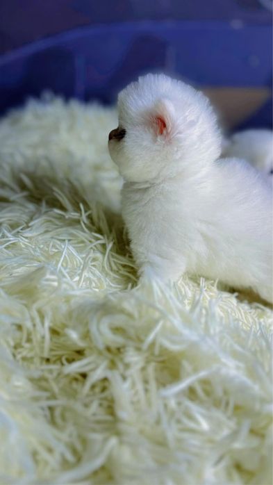 Британские шиншила котята премиум класса