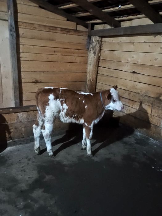 Vând vițel bălțat foarte frumos