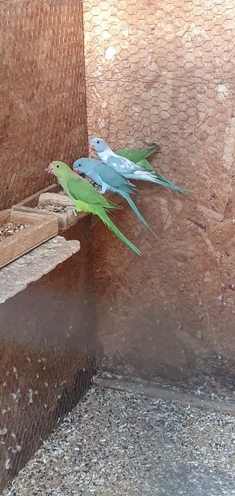 Vând micul alexandru