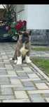 Akita American/Pedigree