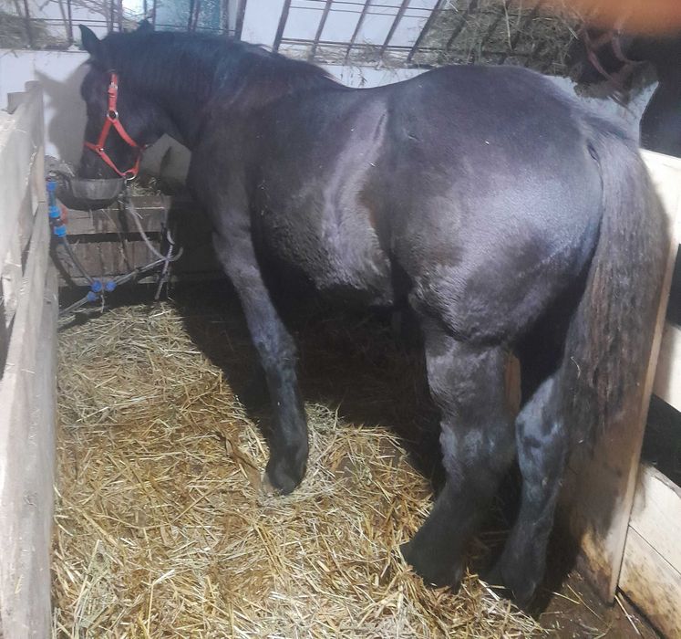 Iapa si manza de vanzare