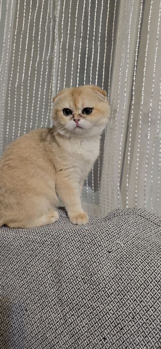 Скотиш-фолд золотая шиншилла девочка