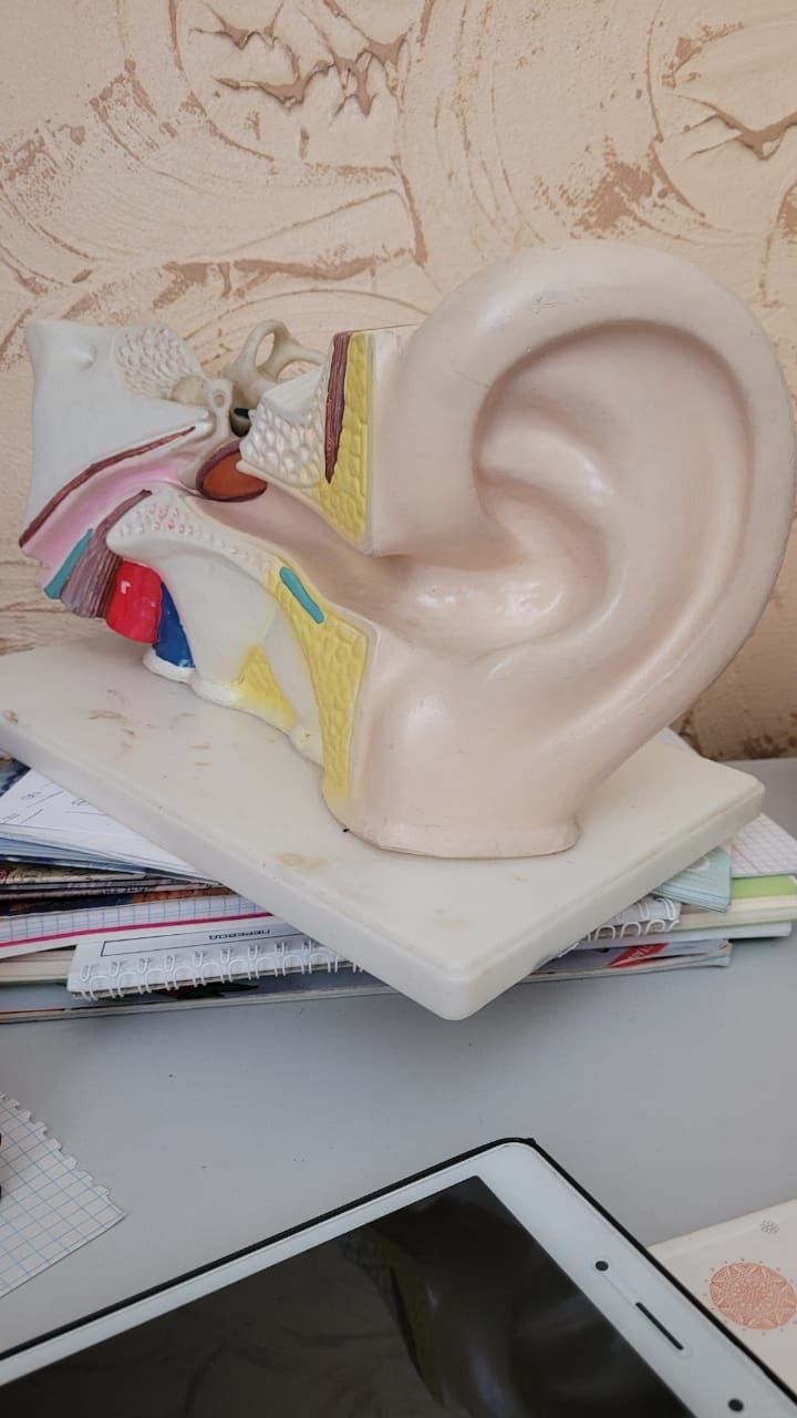 Анатомический макет уха