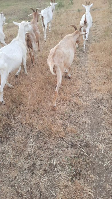 Vand Capre Sannen metis Anglonubian