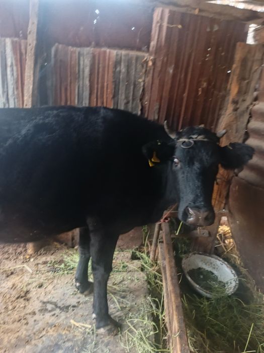 Продам сочную Корову с Бычком