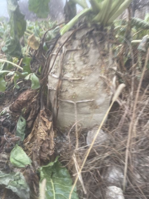 Лавлаги кормовой  келишилади